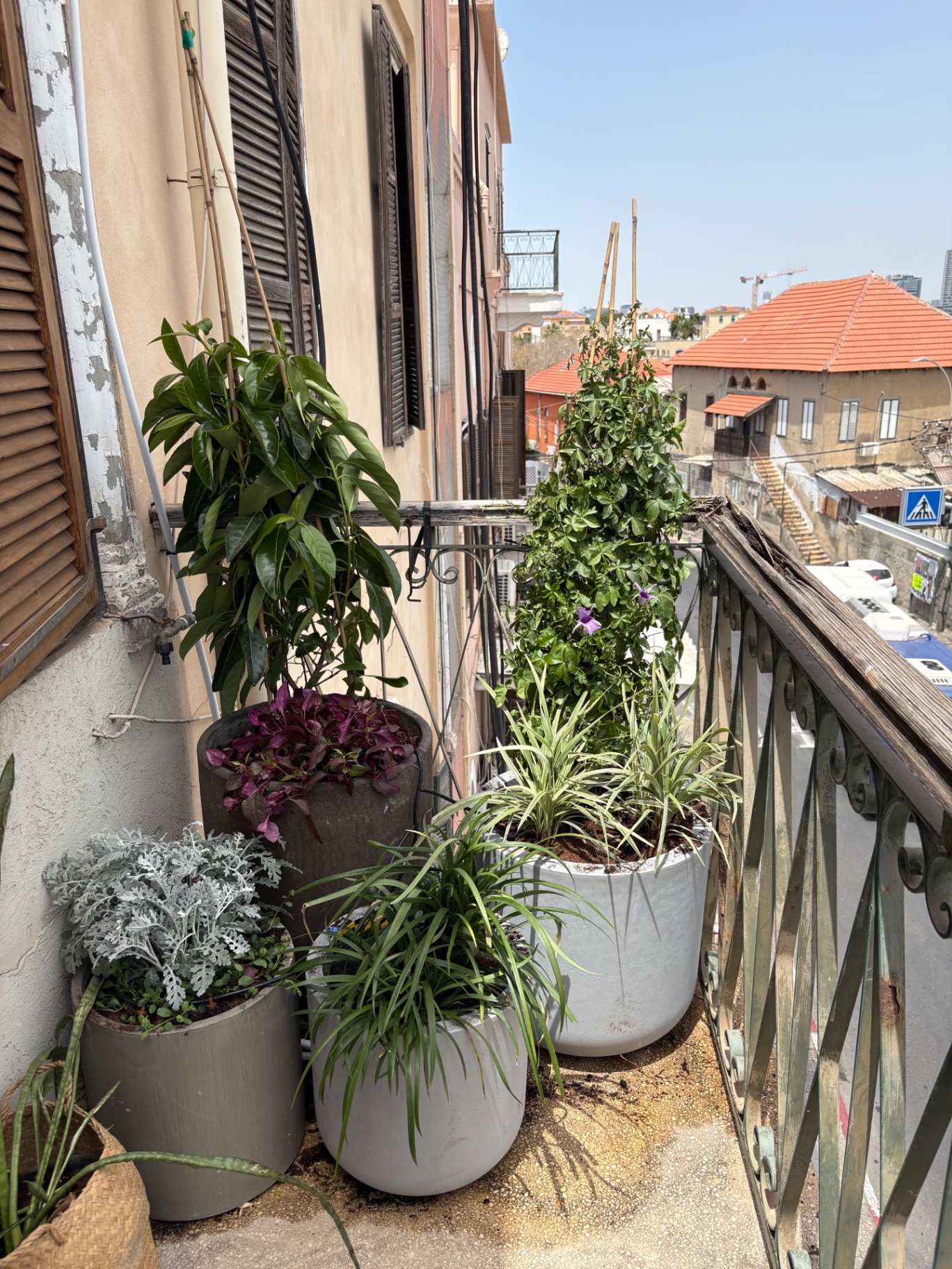 מרפסת צרה עם עציצים וצמחייה מטפסת